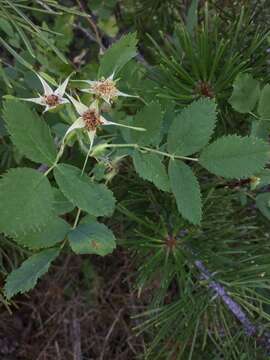 Image de Rosa woodsii var. ultramontana (S. Wats.) Jeps.