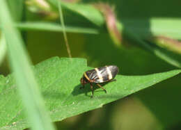 Image of Prosapia simulans (Walker 1858)