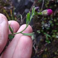 Image of Draba steyermarkii Al-Shehbaz