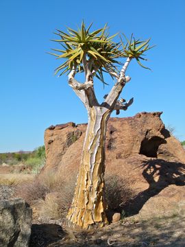 Image of <i>Aloe dichotoma</i> Masson
