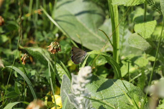 Image of Spanish Purple Hairstreak