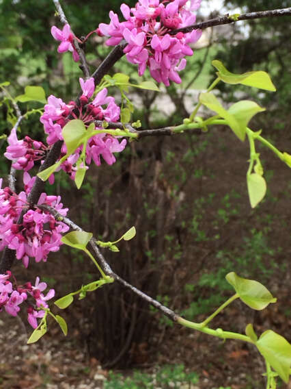 Image of Texas redbud