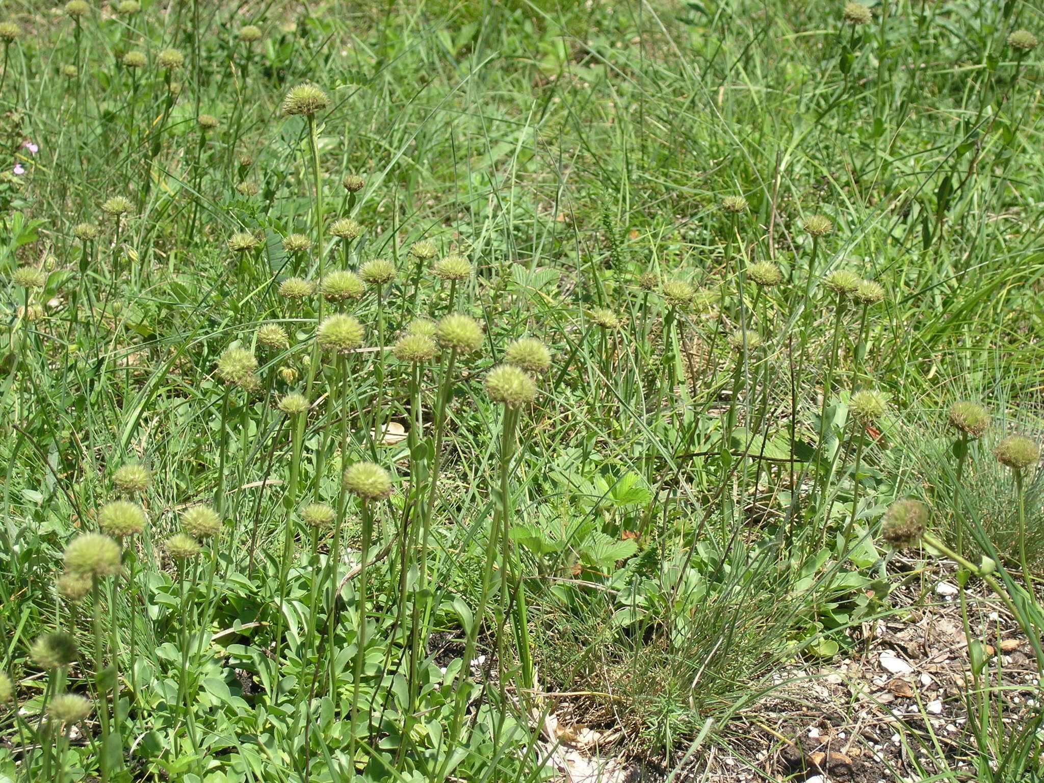 Image de Globularia trichosantha Fischer & C. A. Meyer