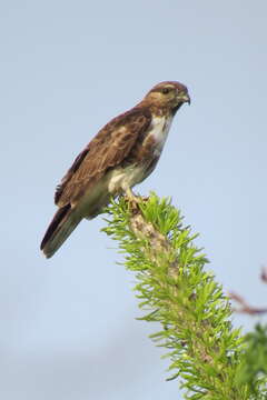 Image of Madagascan Cuckoo-Hawk