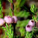 Image of Erica hirtiflora var. hirtiflora