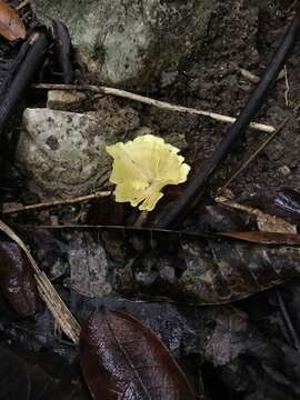 Cotylidia aurantiaca (Pat.) A. L. Welden 1958的圖片