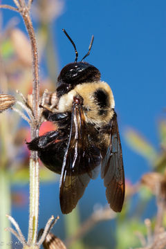 Image of Eastern Carpenter Bee