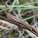 Image of Leptacris monteiroi (Bolívar & I. 1890)