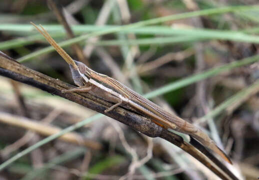 Image of Leptacris monteiroi (Bolívar & I. 1890)