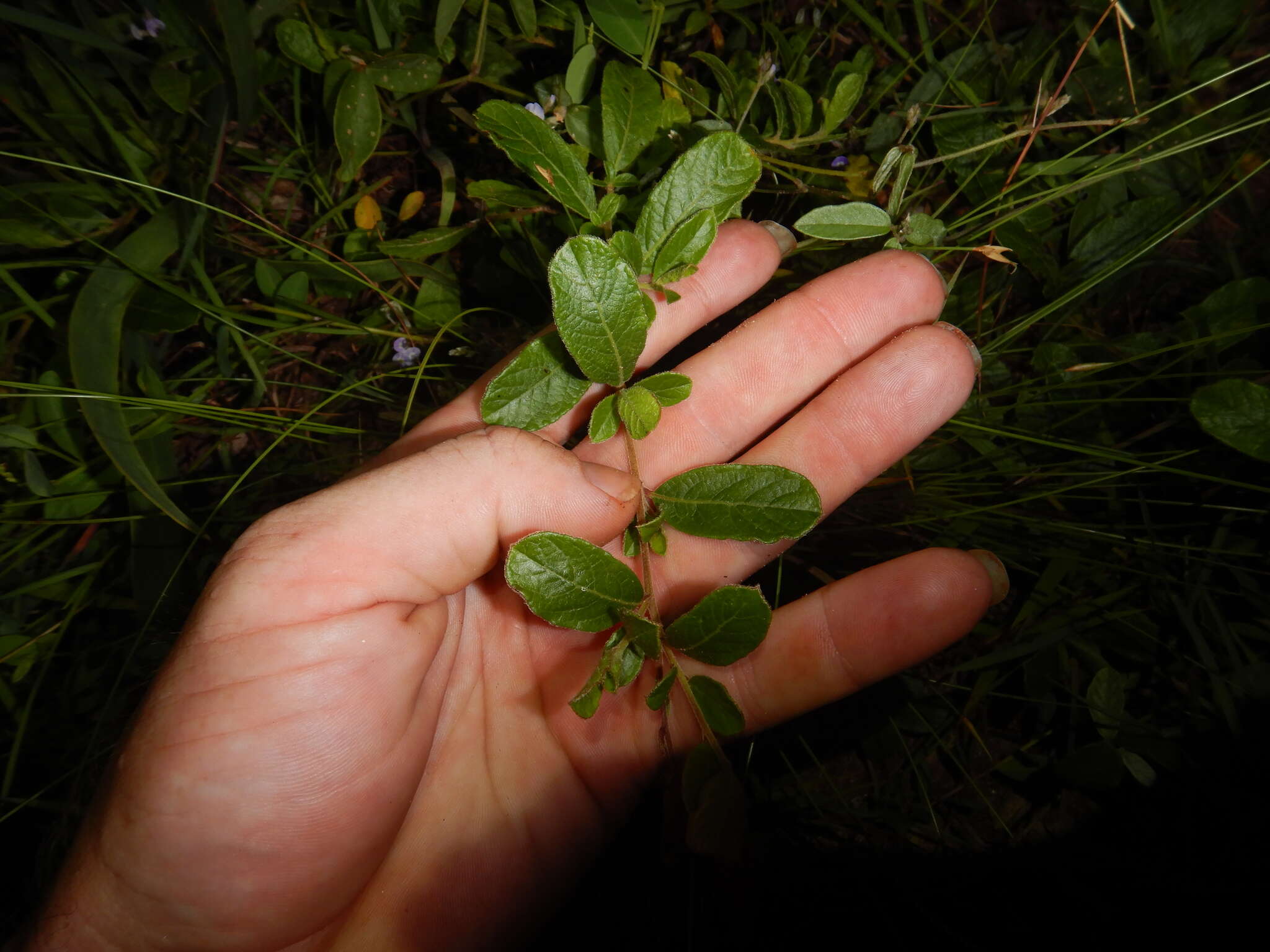 Imagem de Dodonaea hispidula Endl.