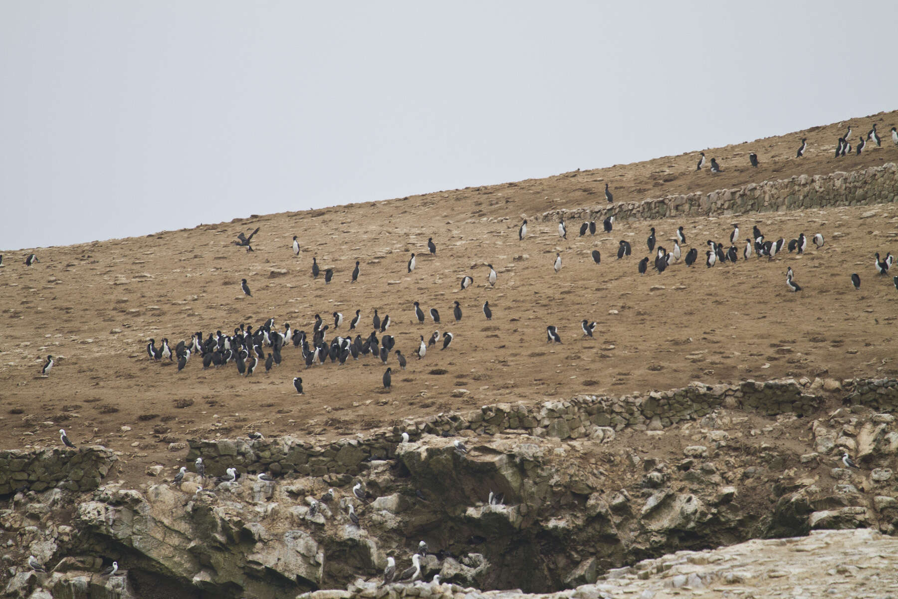 Image of Guanay Cormorant