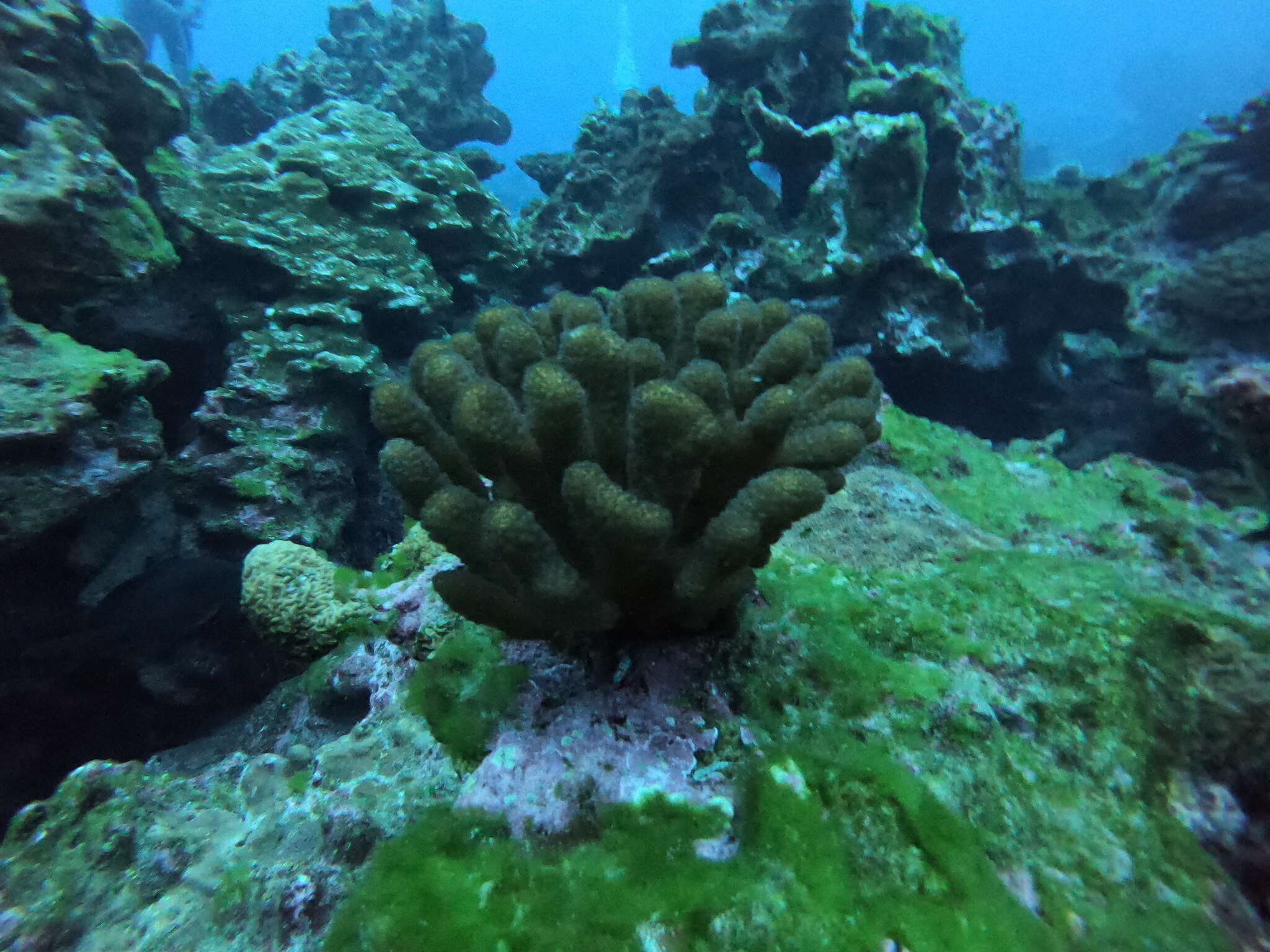 Image of Cauliflower coral