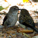 Plancia ëd Muscicapa adusta adusta (Boie & F 1828)