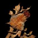 Image de <i>Andricus tomentosus</i>