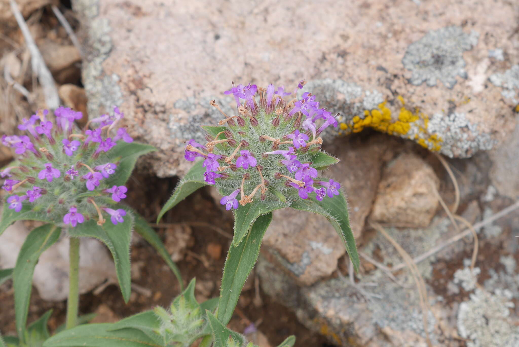 Sivun Ziziphora capitata L. kuva