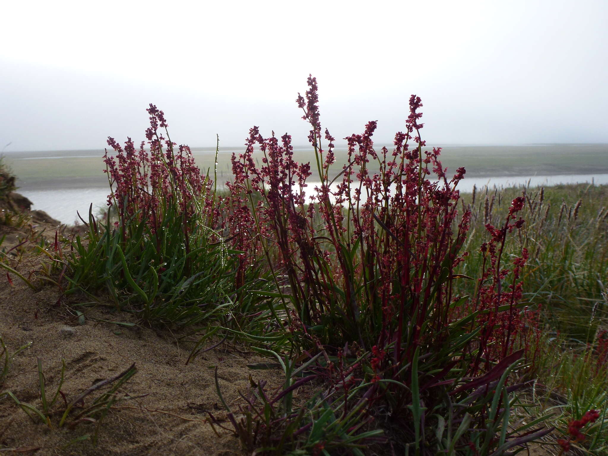 Rumex arcticus Trautv.的圖片