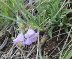 Image of fuzzytongue penstemon