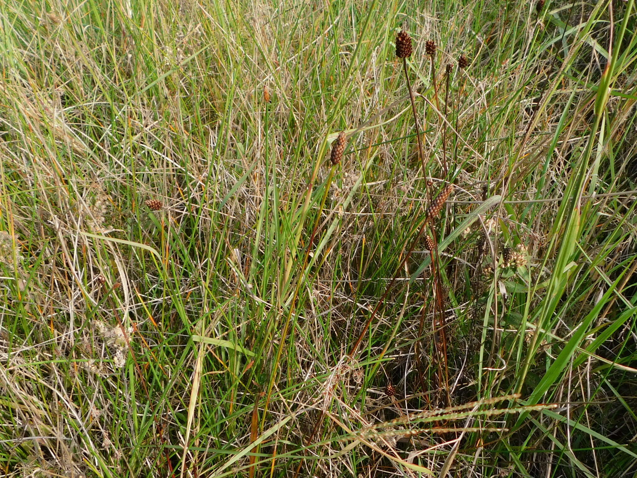 Image of Lax-Leaf Yellow-Eyed-Grass