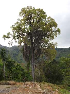 Image of Ulmus mexicana (Liebm.) Planch.