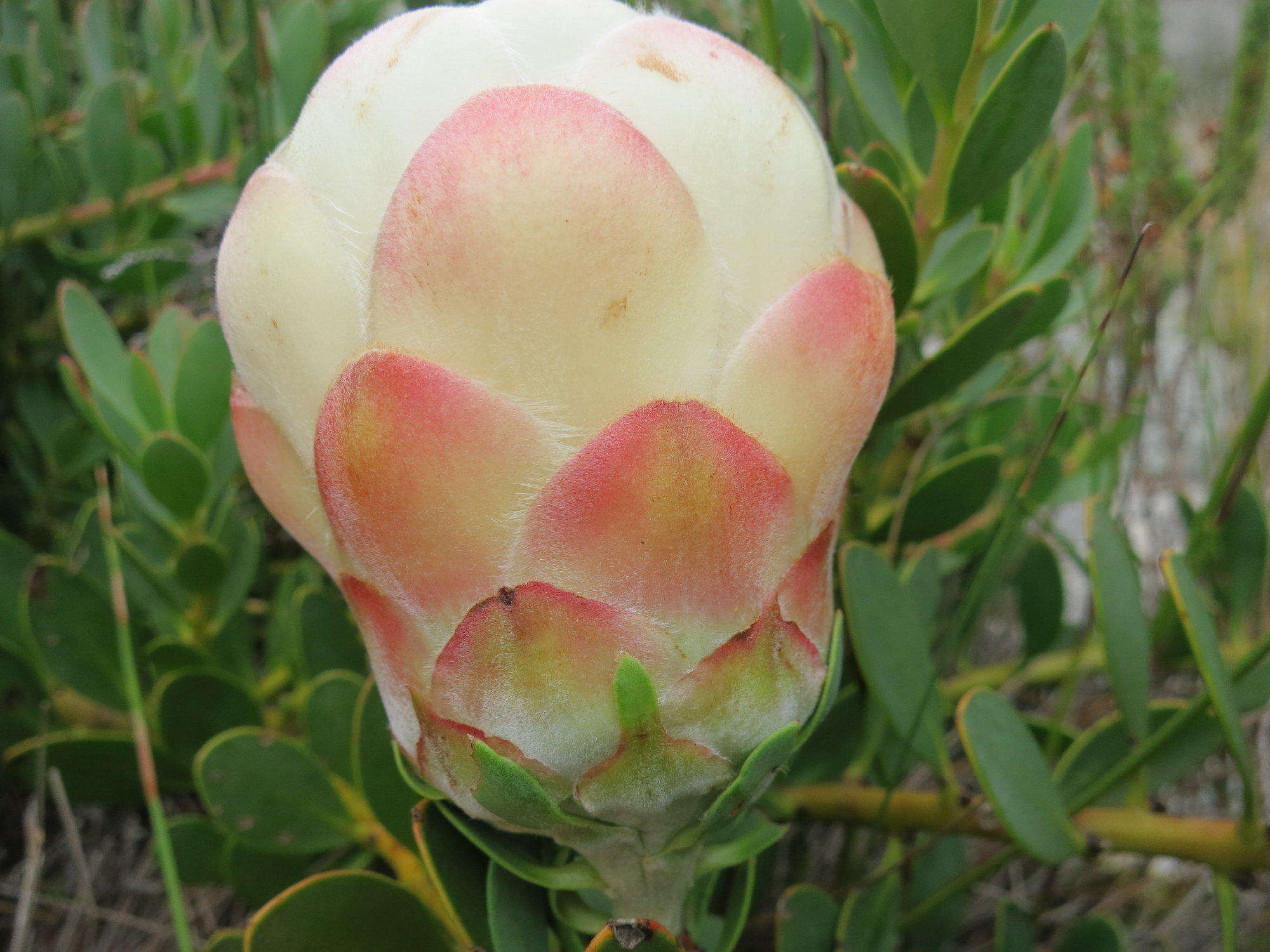 Image of Protea venusta Compton