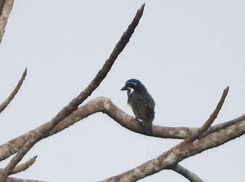 Image of Black-throated Barbet