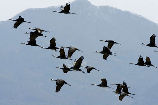 Imagem de Grus monacha Temminck 1835