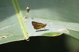 Image of Potanthus trachala tytleri Evans 1914