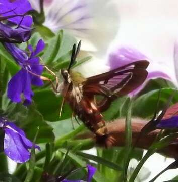 Image of Slender Clearwing