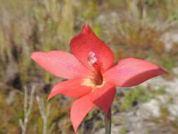 Imagem de Gladiolus priorii (N. E. Br.) Goldblatt & M. P. de Vos