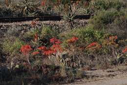 Image of Aloe striata Haw.