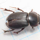 Image of Acrossus laticollis (Baudi 1870)