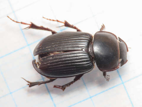 Image of Acrossus laticollis (Baudi 1870)