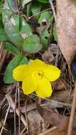 Hibbertia dentata R. Br. resmi