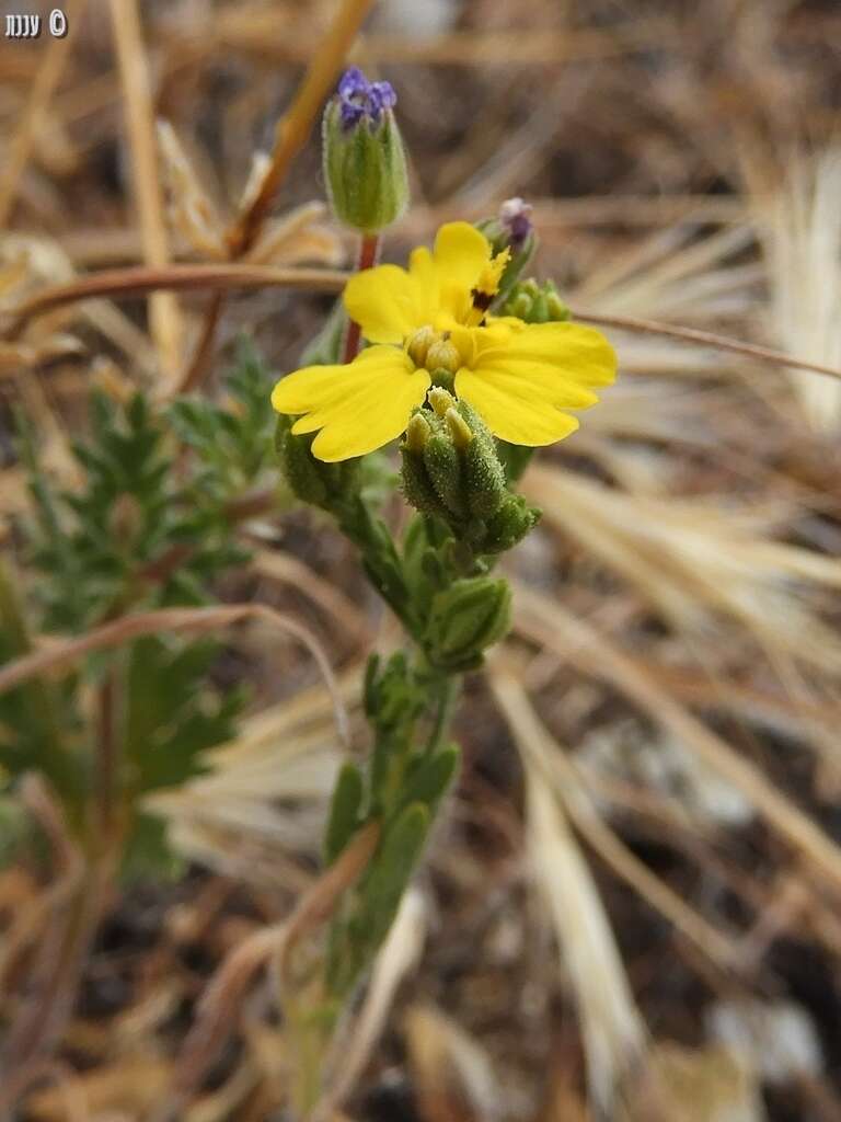 Image of threeray tarweed