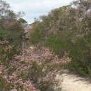 Imagem de Scholtzia laxiflora Benth.