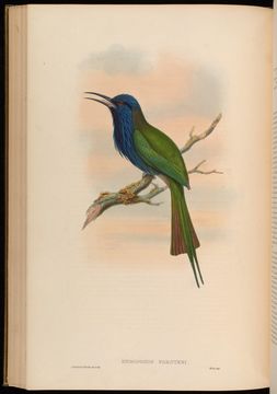 Image of Purple-bearded Bee-eater