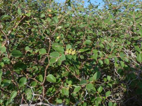 Plancia ëd Ziziphus nummularia (Burm. fil.) Wight & Walk.-Arn.