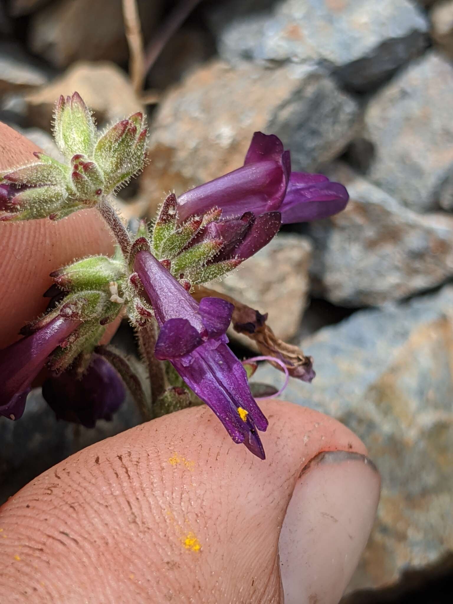 Image de Collinsia greenei A. Gray ex Greene