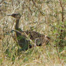 Image of <i>Eupodotis ruficrista</i>