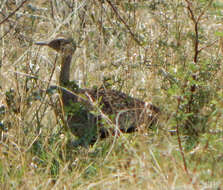 Imagem de <i>Eupodotis ruficrista</i>