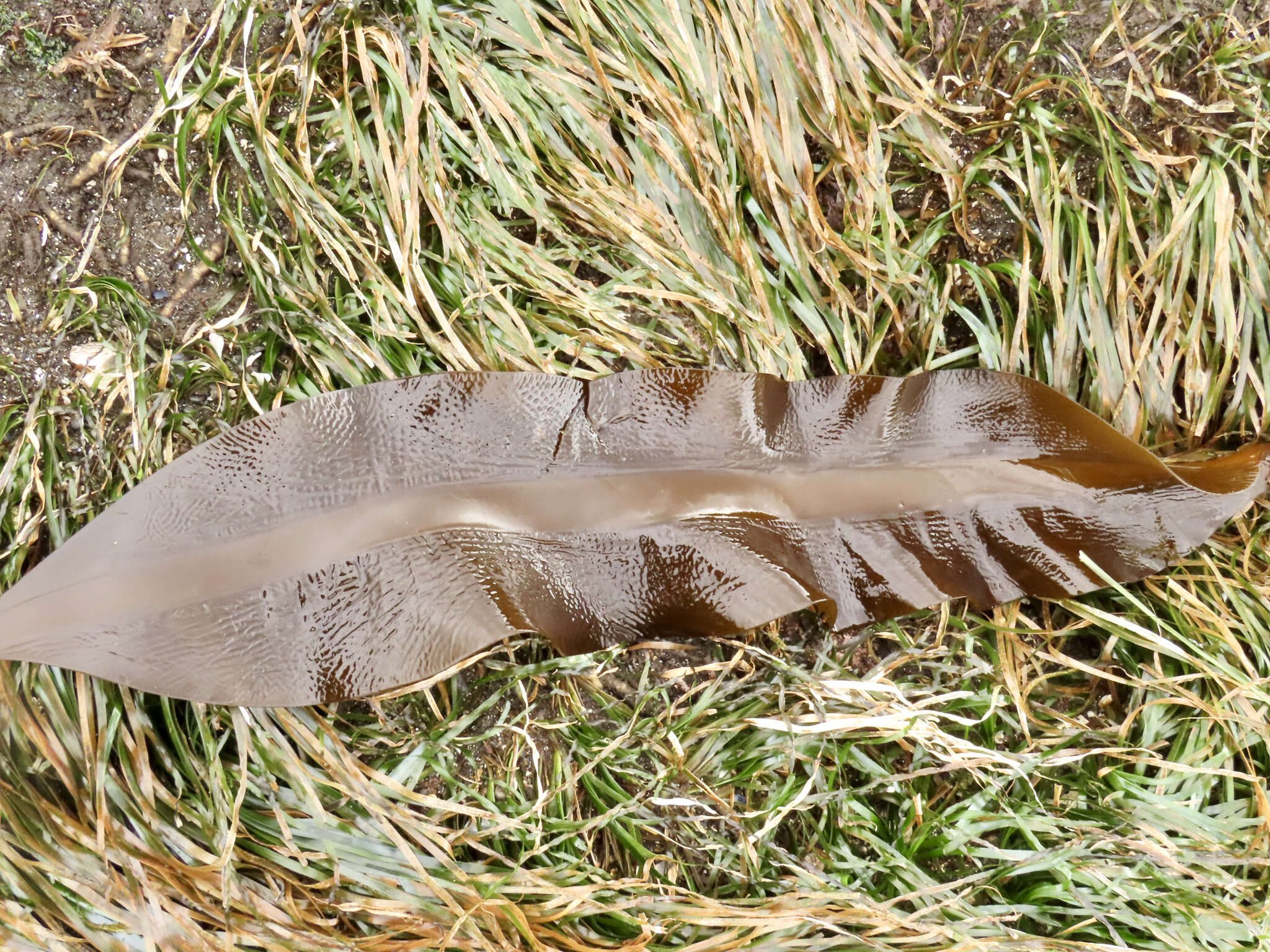 Pleurophycus gardneri resmi