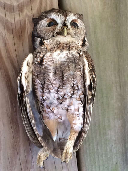 Image of Eastern Screech Owl