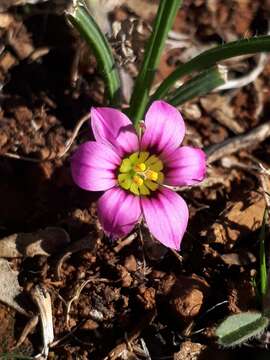 Image of Romulea tetragona M. P. de Vos