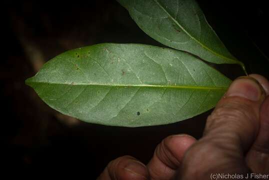 Imagem de Cryptocarya sclerophylla B. P. M. Hyland