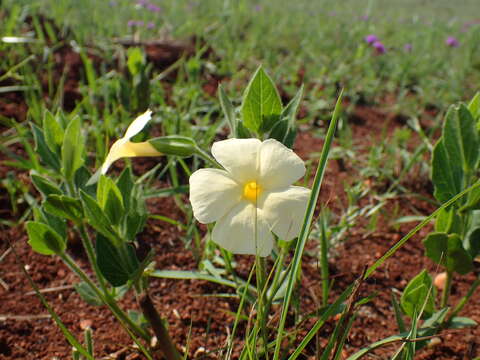 Image of Natal primrose