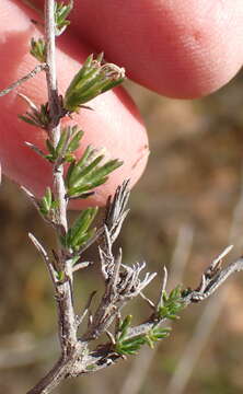 Image of Wahlenbergia cinerea (L. fil.) Lammers