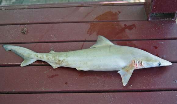 Image of Australian Sharpnose Shark