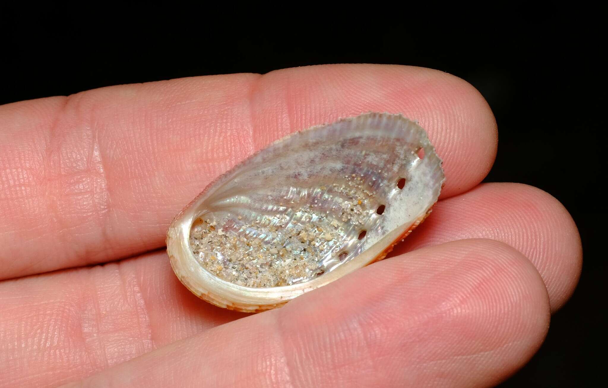 Image of elegant abalone