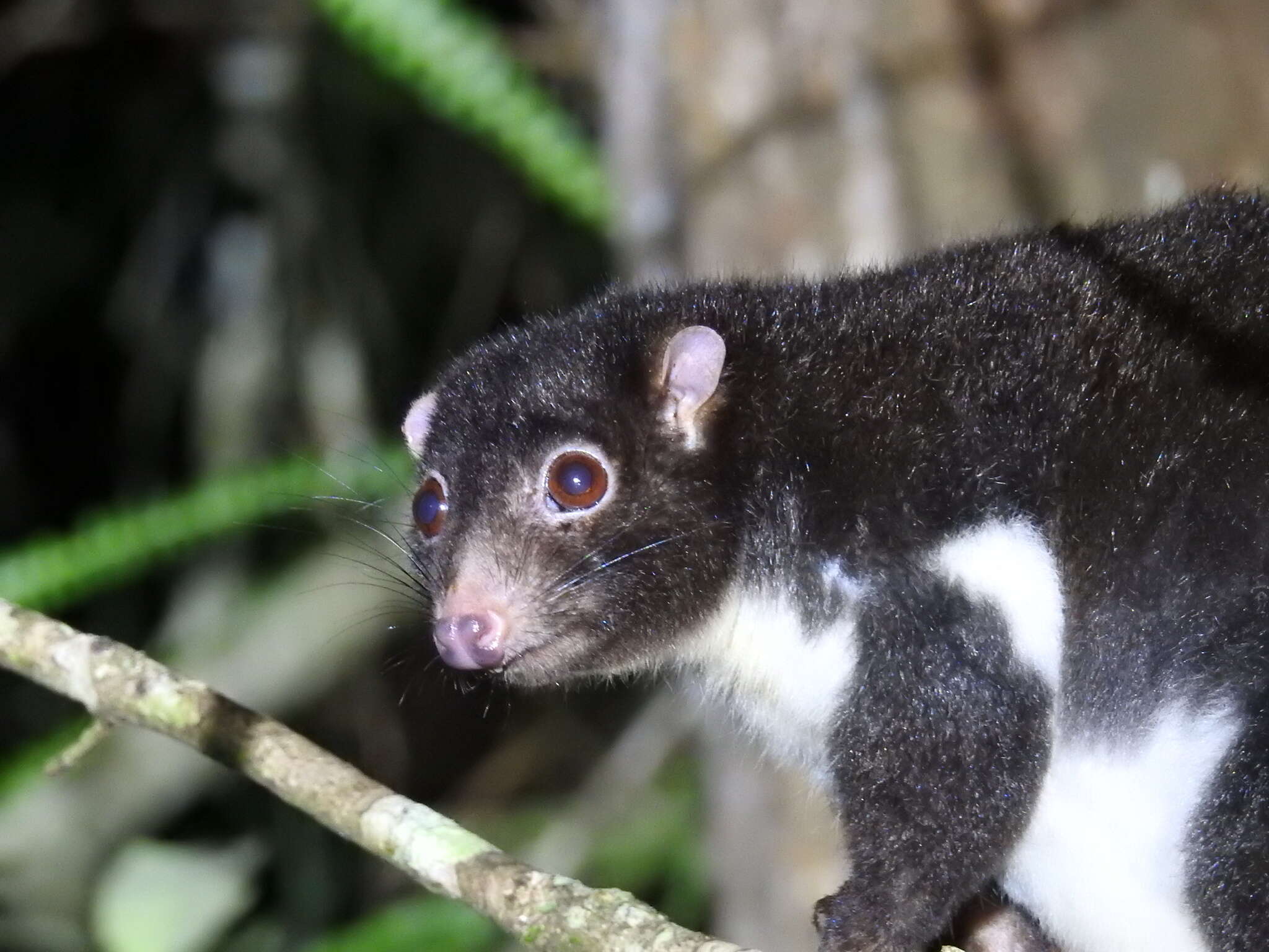 Image of Herbert River Ringtail Possum