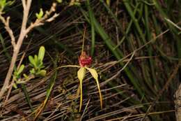 Image of Esperance king spider orchid